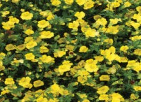 MECARDONIA GOLD DUST IBRIDO